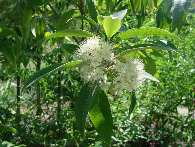 Backhousia citriodora