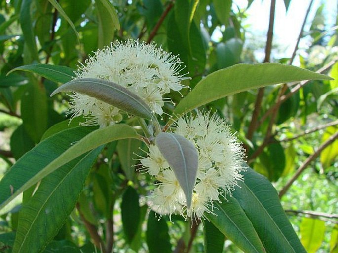 Backhousia citriodora