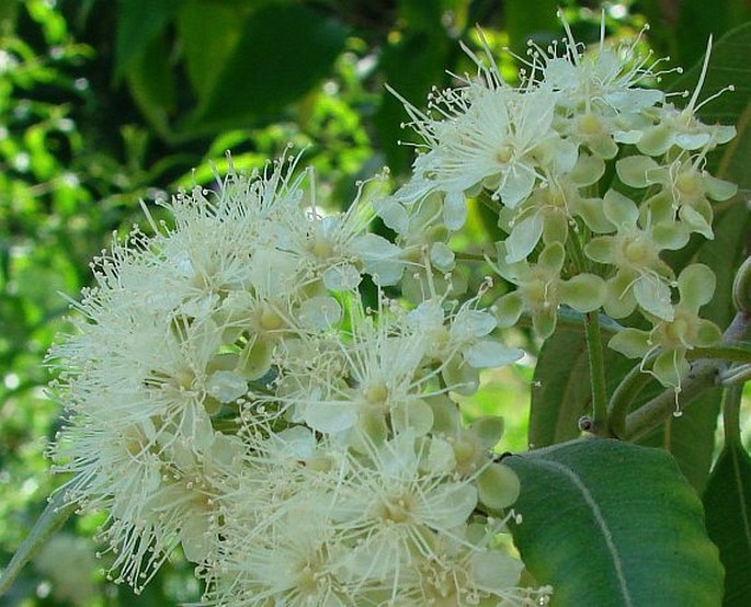 Backhousia citriodora