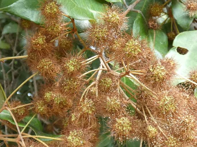 Backhousia leptopetala