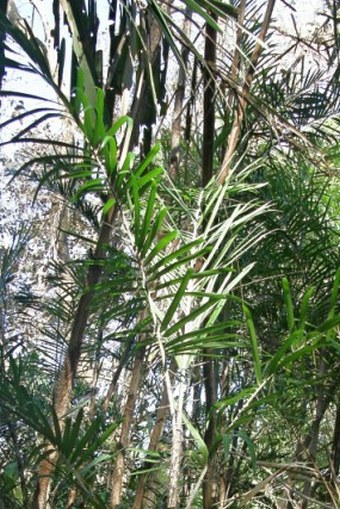 Bactris guineensis