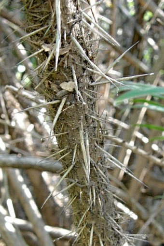 Bactris guineensis