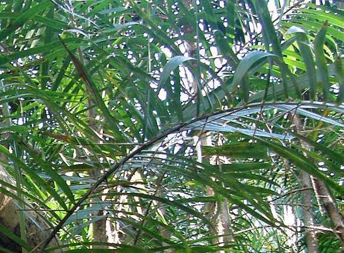 Bactris guineensis