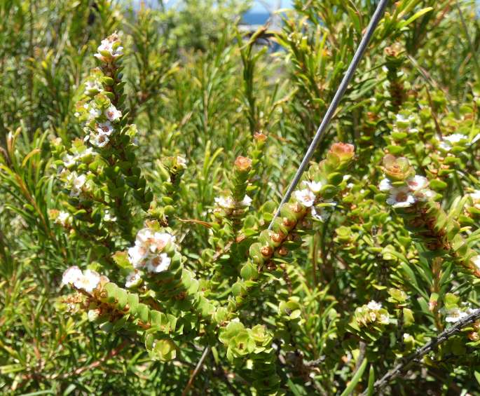 Baeckea imbricata