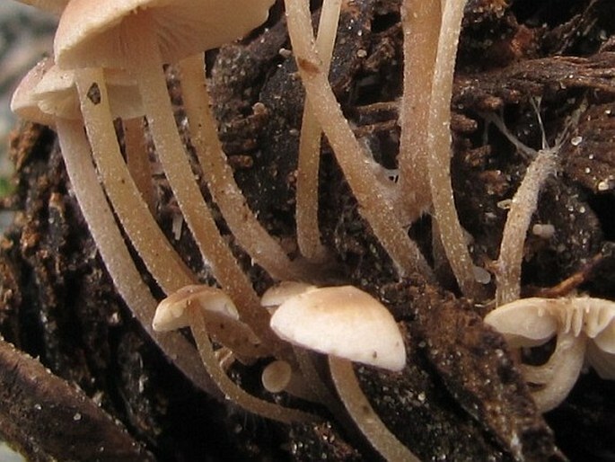 Baeospora myosura