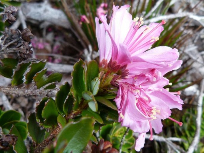 Bejaria imthurnii