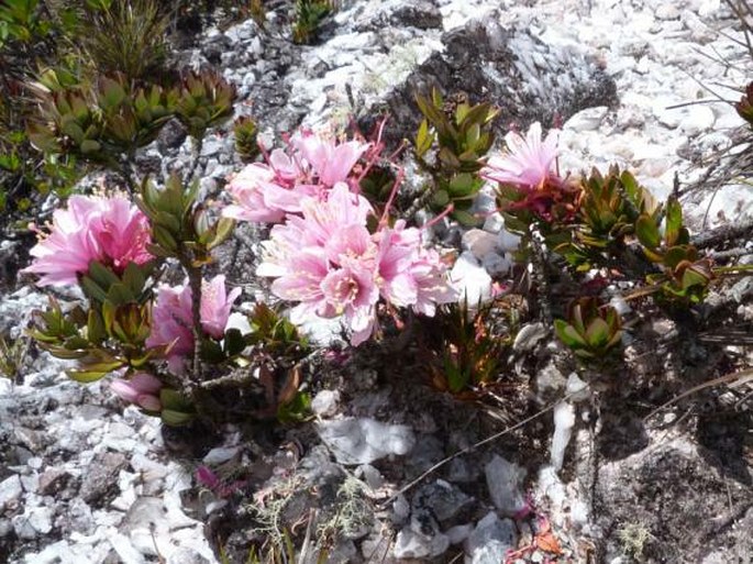 Bejaria imthurnii