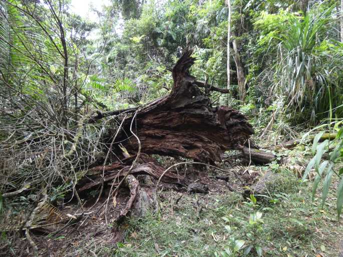 Balanophora fungosa