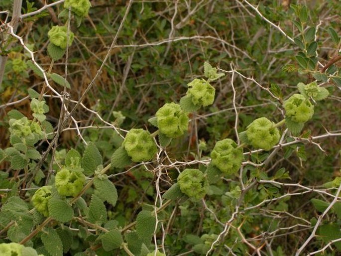 Ballota hirsuta