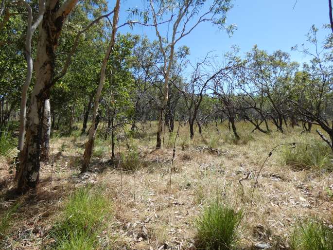 Banksia dentata