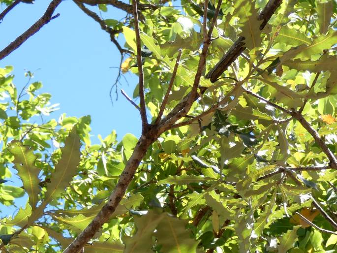 Banksia dentata