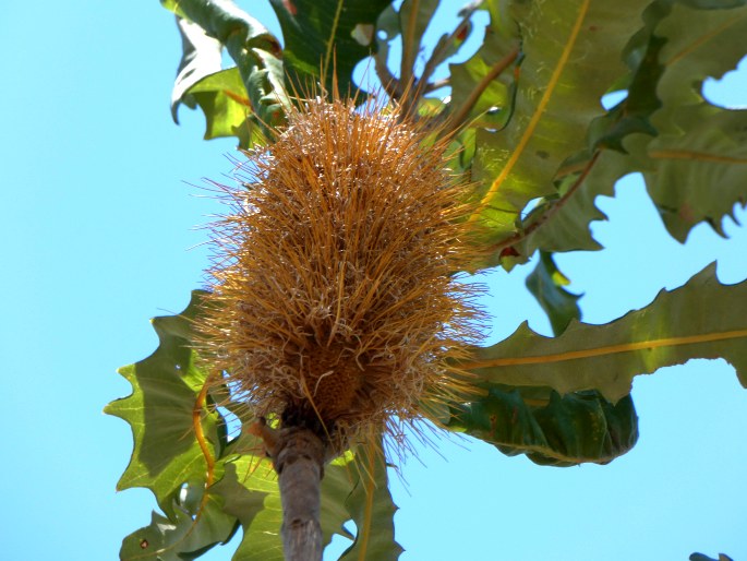 Banksia dentata