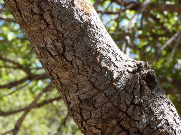 Banksia dentata