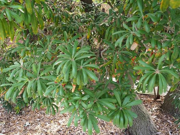 Banksia integrifolia