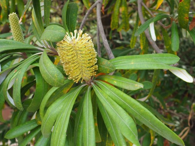 Banksia integrifolia