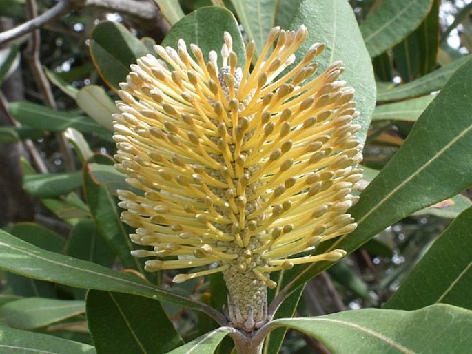 Banksia integrifolia