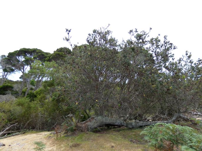 Banksia marginata