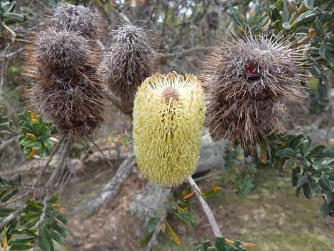 Banksia marginata