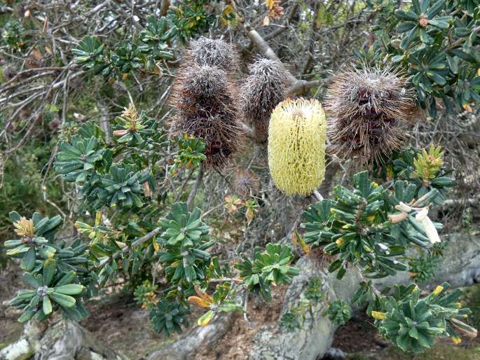 Banksia marginata