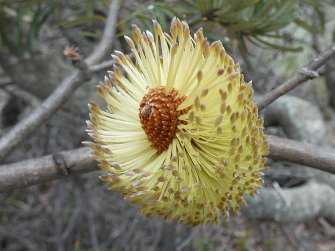 Banksia marginata