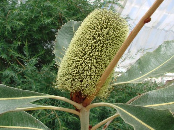 Banksia robur