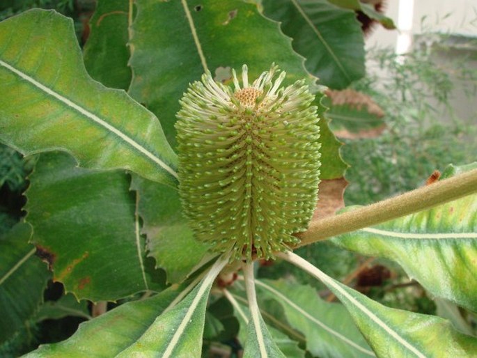 BANKSIA ROBUR Cav.