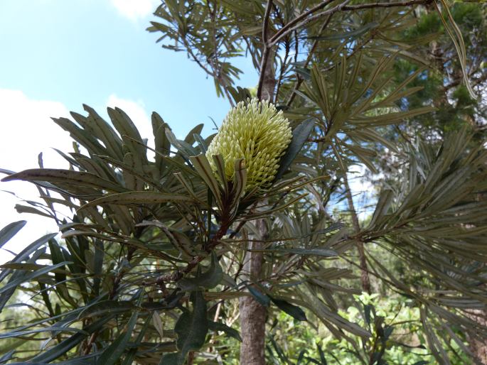 Banksia aquilonia