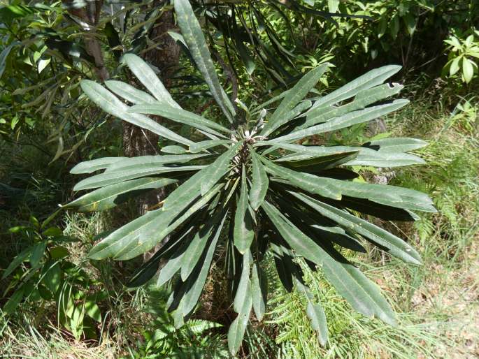 Banksia aquilonia