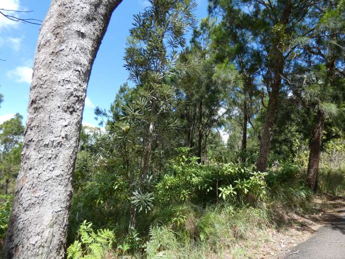 Banksia aquilonia