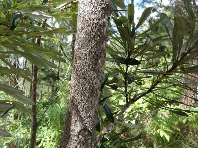 Banksia aquilonia