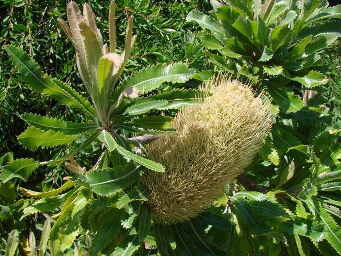 BANKSIA SERRATA L. f.