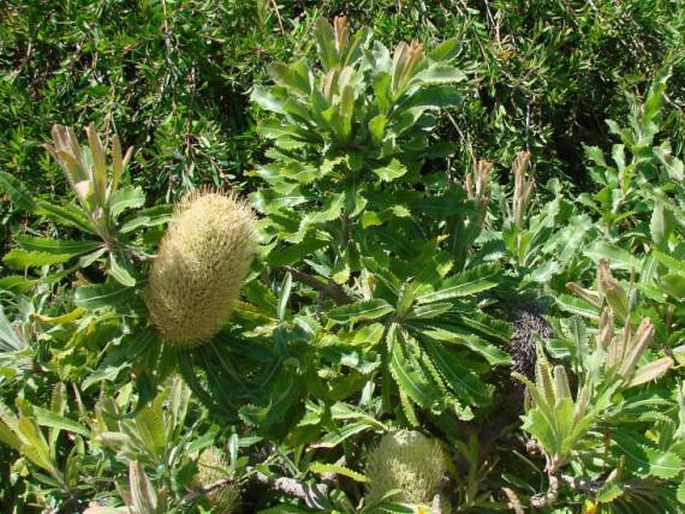 Banksia serrata