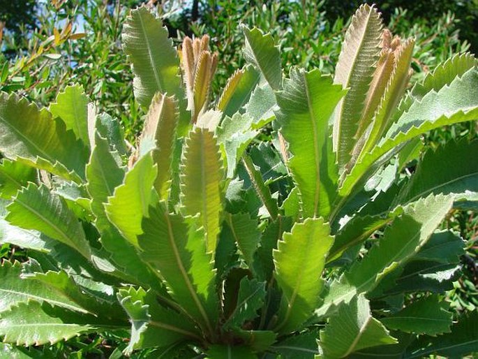 Banksia serrata