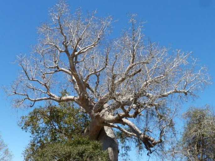 Le baobab amoureux