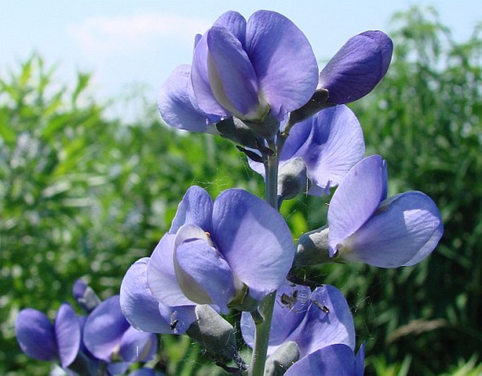 BAPTISIA AUSTRALIS R. Br.