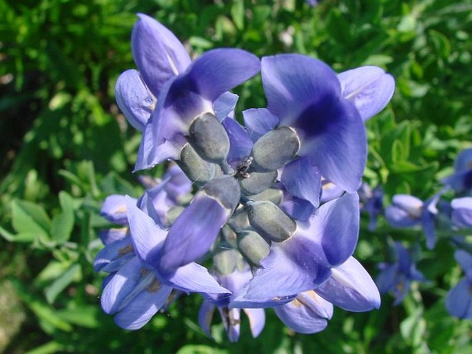 Baptisia australis