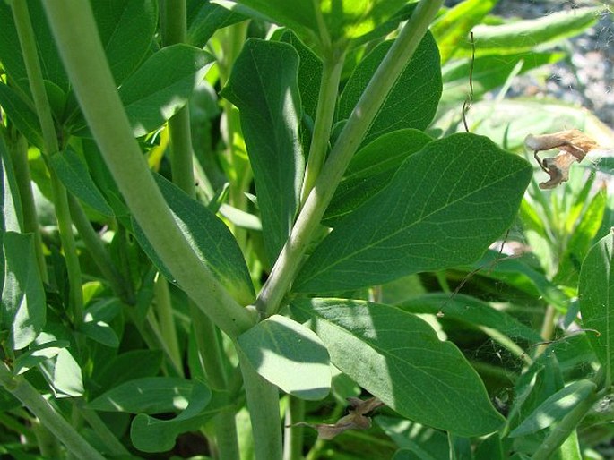 Baptisia australis