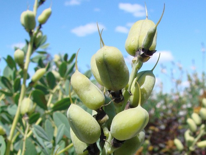 Baptisia australis