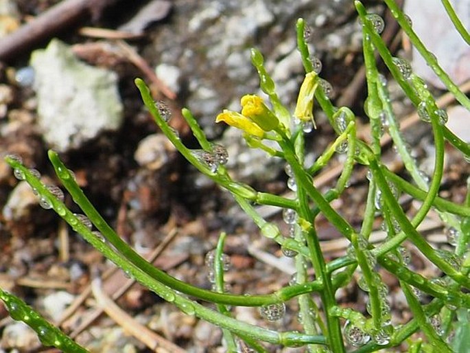 Barbarea rupicola