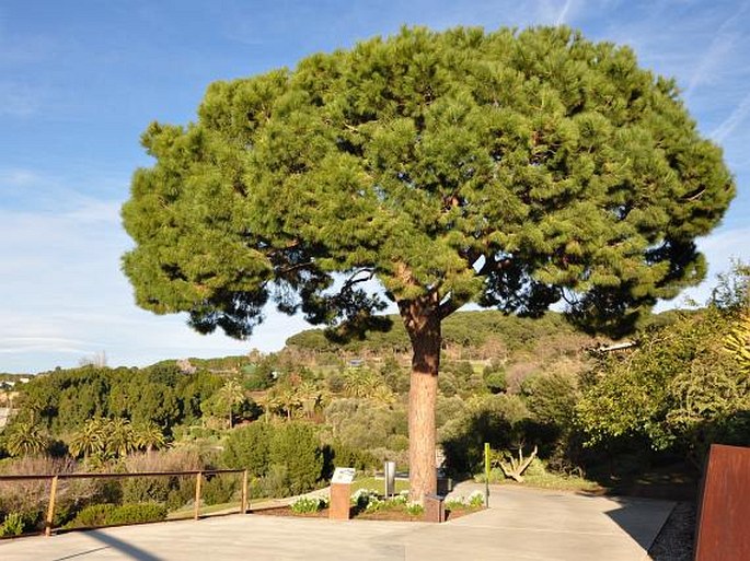 Barcelona, El Jardí Botànic de Barcelona