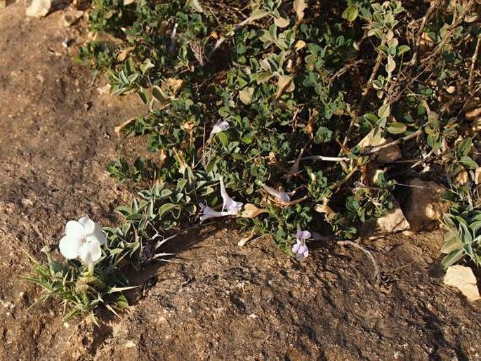 Barleria almughsaylensis