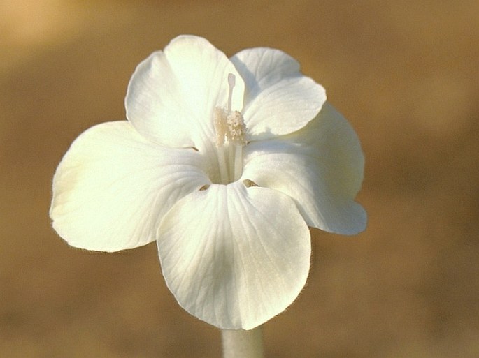 Barleria almughsaylensis