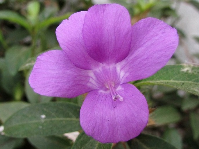 Barleria cristata