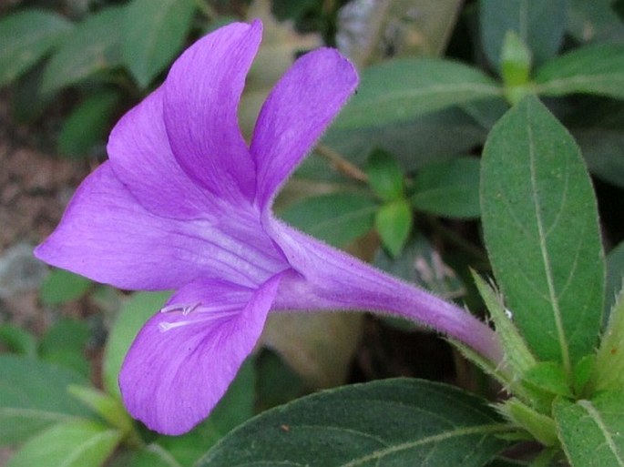 Barleria cristata