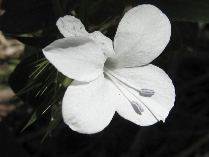 Barleria elegans