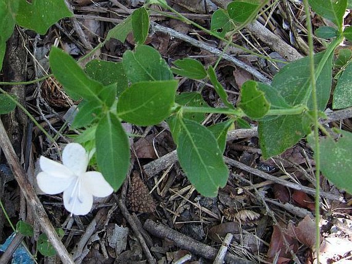 Barleria elegans