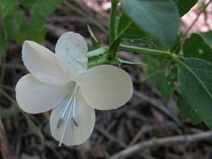 Barleria elegans