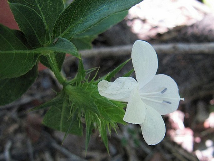 Barleria elegans