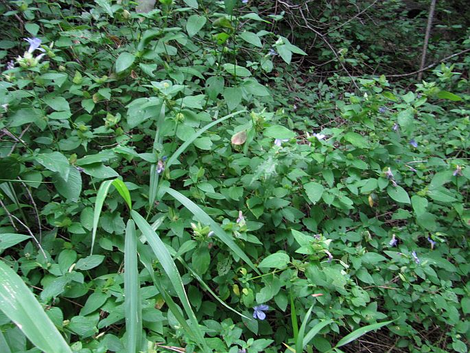 Barleria gueinzii