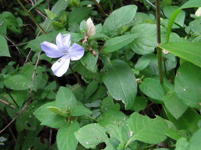 Barleria gueinzii